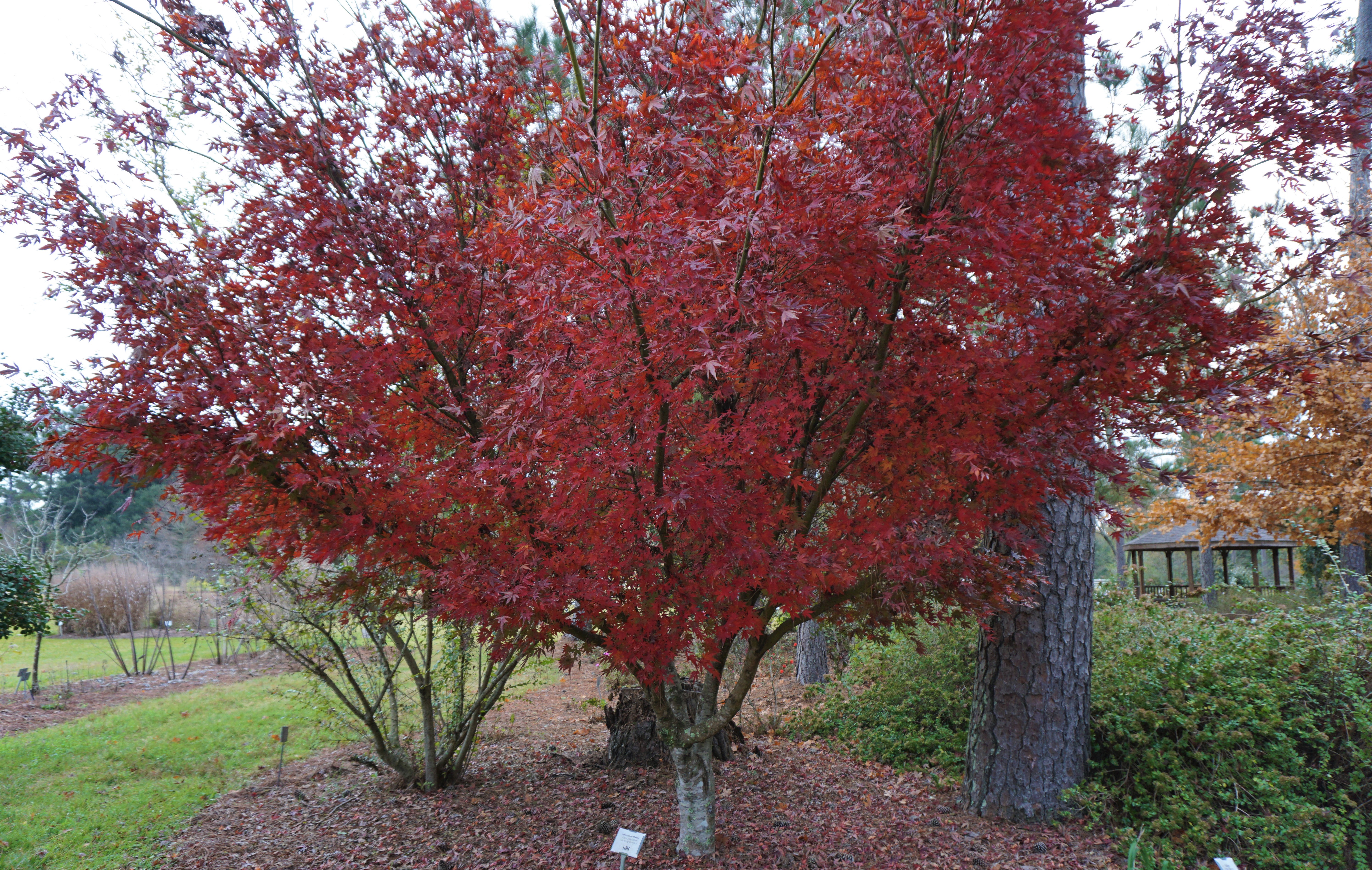 glowing embers Japanese mapleJPG